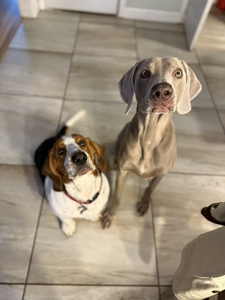 Dog Drop in