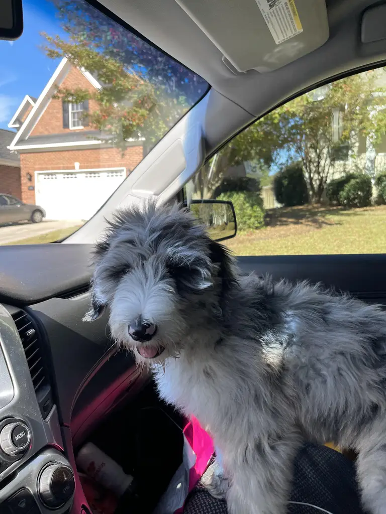 Dog Transportation