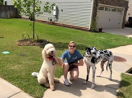 Dog Walking