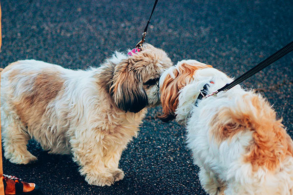 Dog Meet and Greets